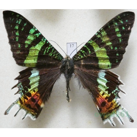 Chrysiridia rhipheus (Drury, 1773) Madagascar 72mm17